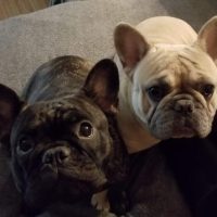 Available Puppies – Fuchs Ridge Frenchies