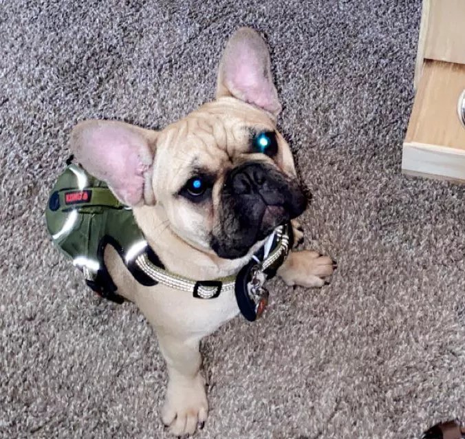 Past Litters – Fuchs Ridge Frenchies
